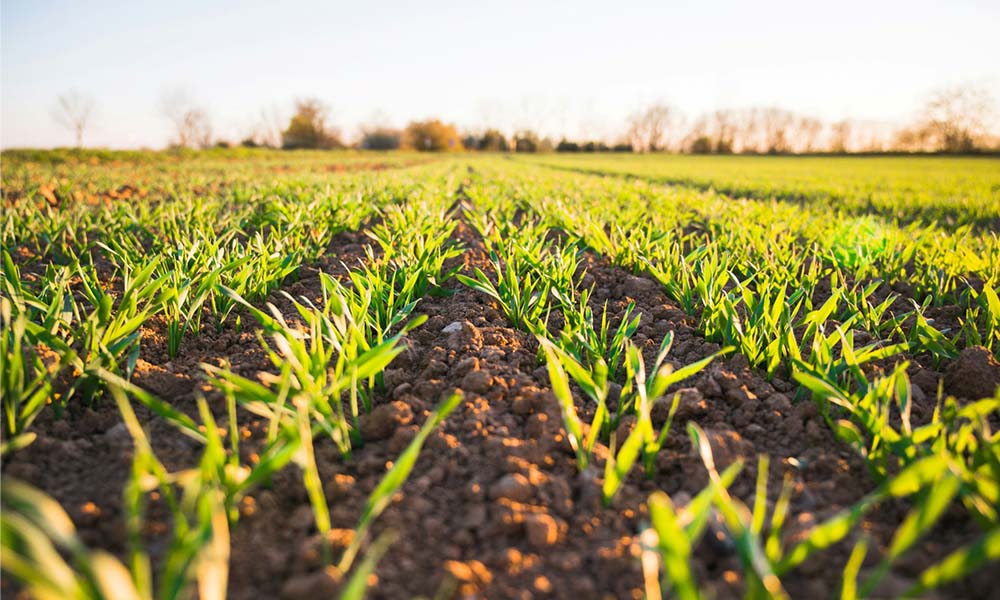 Cover crops, colture di copertura